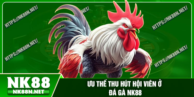 Ưu thế thu hút hội viên ở đá gà Nk88